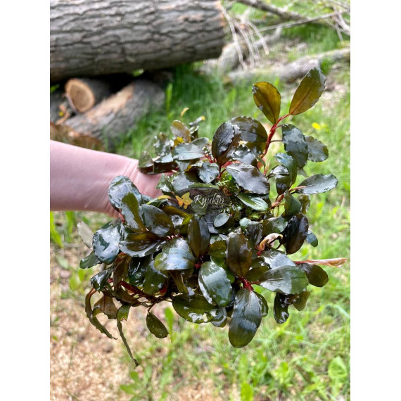 Bucephalandra Sp. Fake Semadang