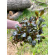 Bucephalandra Sp. Fake Semadang