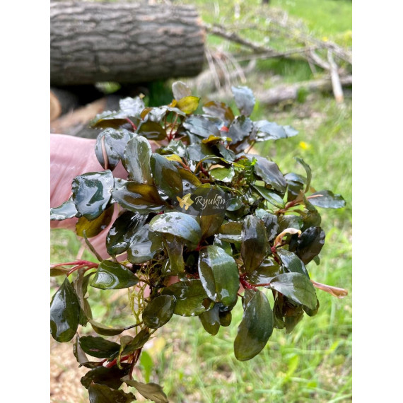 Bucephalandra Sp. Fake Semadang