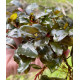 Bucephalandra Sp. Fake Semadang