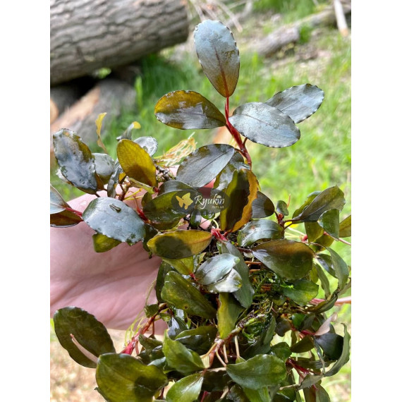 Bucephalandra Sp. Fake Semadang