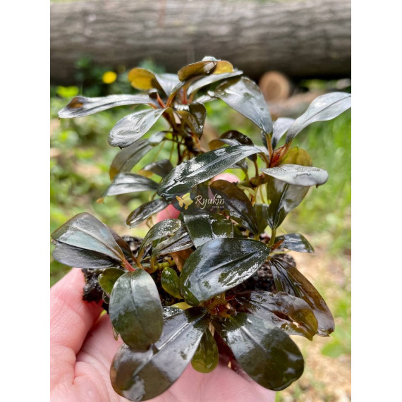 Bucephalandra Sp. Copi Susu, Kalimantan