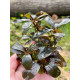Bucephalandra Sp. Copi Susu, Kalimantan