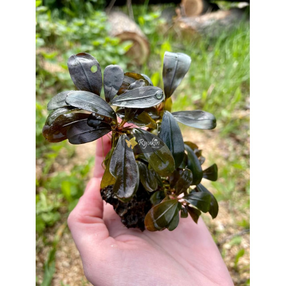 Bucephalandra Sp. Copi Susu, Kalimantan