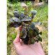 Bucephalandra Sp. Copi Susu, Kalimantan