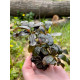 Bucephalandra Sp. Copi Susu, Kalimantan