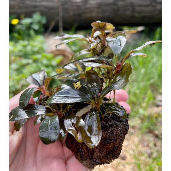 Bucephalandra Sp. Copi Susu, Kalimantan