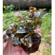 Bucephalandra Sp. Copi Susu, Kalimantan