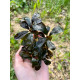 Bucephalandra Sp. Copi Susu, Kalimantan