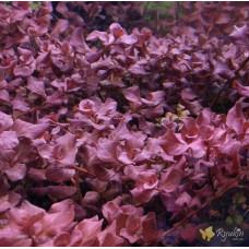 Людвигия Овалис Пинк (Ludwigia Ovalis Pink)