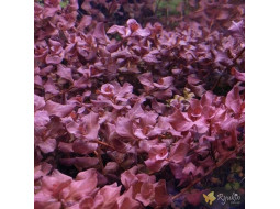 Людвигия Овалис Пинк (Ludwigia Ovalis Pink)