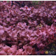 Людвигия Овалис Пинк (Ludwigia Ovalis Pink)