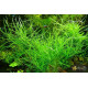 Погостемон Октопус (Pogostemon sp. «Octopus»)