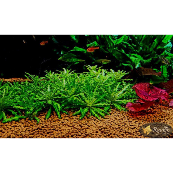 Погостемон Хелфери (Pogostemon Helferi)
