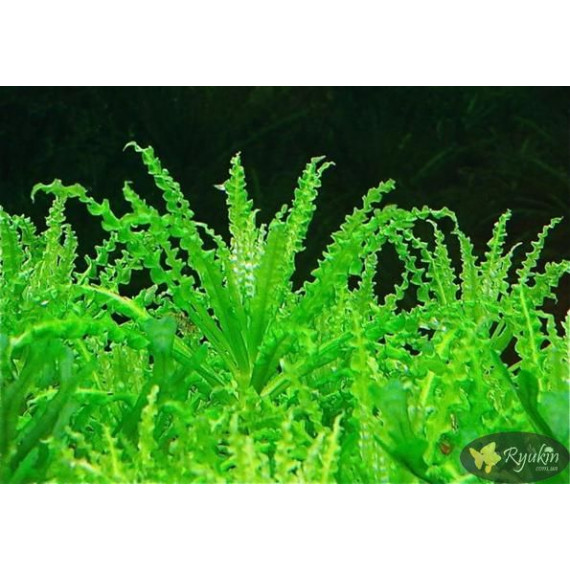 Погостемон Хелфери (Pogostemon Helferi)
