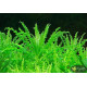 Погостемон Хелфери (Pogostemon Helferi)