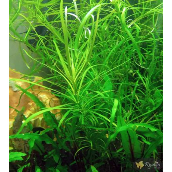 Погостемон Октопус (Pogostemon sp. «Octopus»)