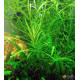 Погостемон Октопус (Pogostemon sp. «Octopus»)
