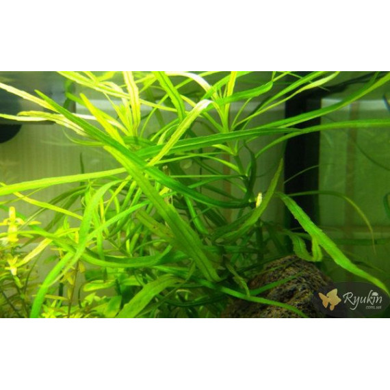 Погостемон Октопус (Pogostemon sp. «Octopus»)