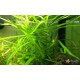 Погостемон Октопус (Pogostemon sp. «Octopus»)