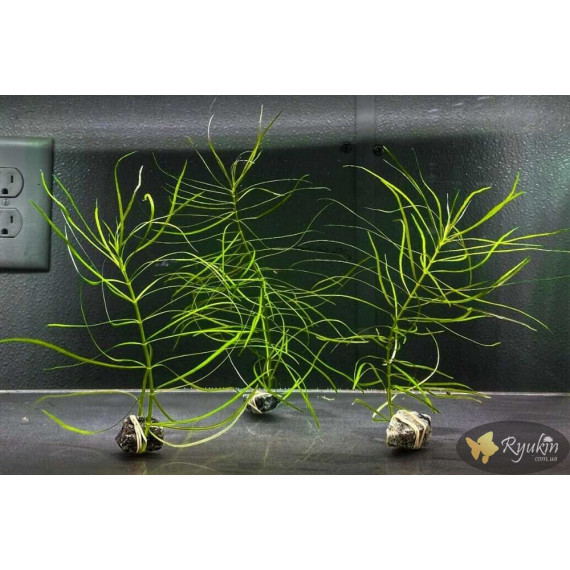 Погостемон Октопус (Pogostemon sp. «Octopus»)