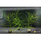 Погостемон Октопус (Pogostemon sp. «Octopus»)