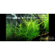 Погостемон Октопус (Pogostemon sp. «Octopus»)