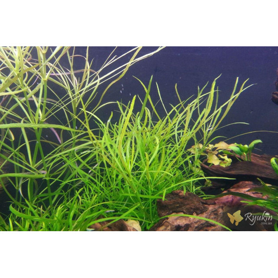 Погостемон Октопус (Pogostemon sp. «Octopus»)