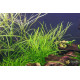 Погостемон Октопус (Pogostemon sp. «Octopus»)