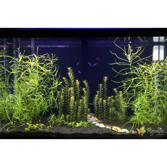 Погостемон Октопус (Pogostemon sp. «Octopus»)