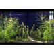 Погостемон Октопус (Pogostemon sp. «Octopus»)