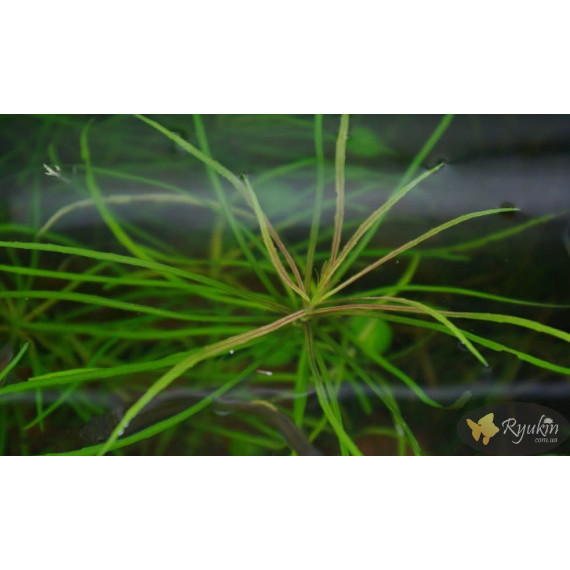 Погостемон Октопус (Pogostemon sp. «Octopus»)