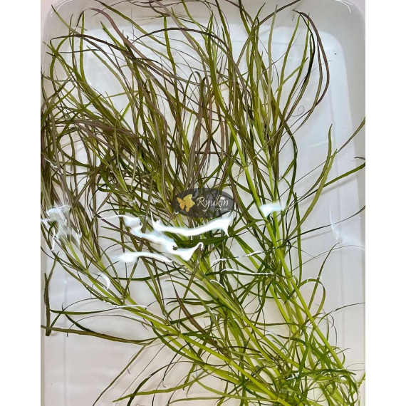 Погостемон Октопус (Pogostemon sp. «Octopus»)