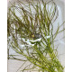 Погостемон Октопус (Pogostemon sp. «Octopus»)