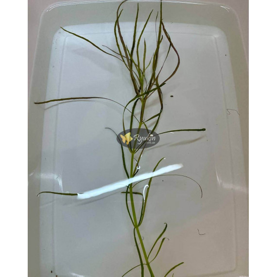 Погостемон Октопус (Pogostemon sp. «Octopus»)