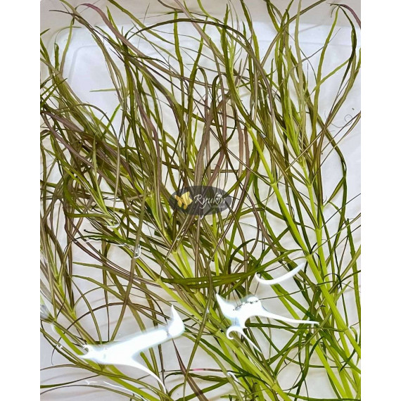 Погостемон Октопус (Pogostemon sp. «Octopus»)