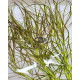 Погостемон Октопус (Pogostemon sp. «Octopus»)