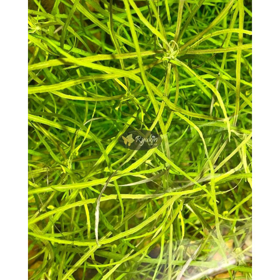 Погостемон Октопус (Pogostemon sp. «Octopus»)