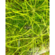 Погостемон Октопус (Pogostemon sp. «Octopus»)