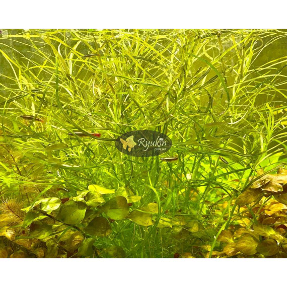 Погостемон Октопус (Pogostemon sp. «Octopus»)
