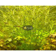 Погостемон Октопус (Pogostemon sp. «Octopus»)