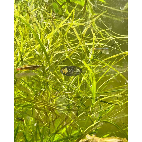 Погостемон Октопус (Pogostemon sp. «Octopus»)