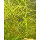 Погостемон Октопус (Pogostemon sp. «Octopus»)