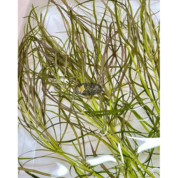 Погостемон Октопус (Pogostemon sp. «Octopus»)