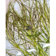 Погостемон Октопус (Pogostemon sp. «Octopus»)