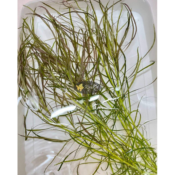 Погостемон Октопус (Pogostemon sp. «Octopus»)