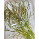 Погостемон Октопус (Pogostemon sp. «Octopus»)
