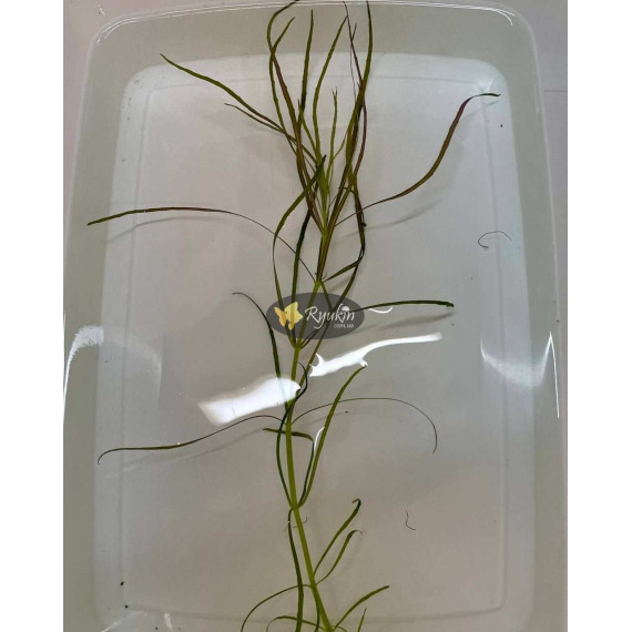 Погостемон Октопус (Pogostemon sp. «Octopus»)