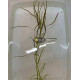 Погостемон Октопус (Pogostemon sp. «Octopus»)