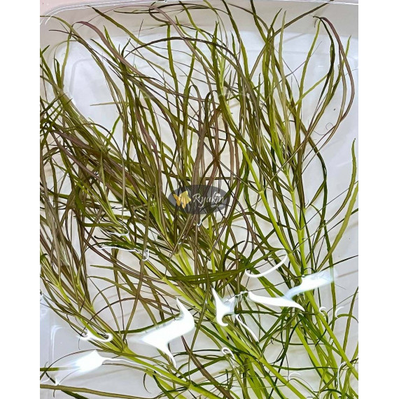 Погостемон Октопус (Pogostemon sp. «Octopus»)